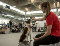 Animal Fest