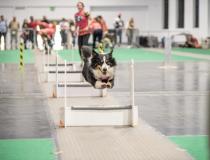 Animal Fest
