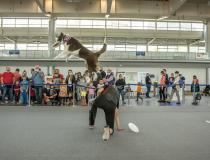 Animal Fest