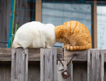 The Comedy Pet Photo Awards 2022