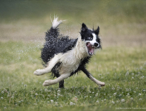 The Comedy Pet Photo Awards 2022