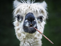 The Comedy Pet Photo Awards 2022