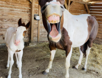The Comedy Pet Photo Awards 2022