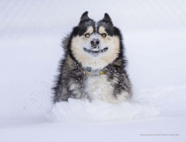 The Comedy Pet Photo Awards 2022