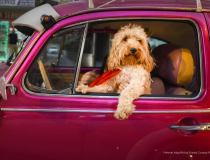 The Comedy Pet Photo Awards 2022