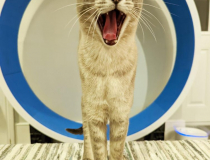 The Comedy Pet Photo Awards 2022