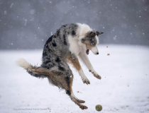 The Comedy Pet Photo Awards 2022