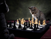 The Comedy Pet Photo Awards 2022