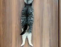 The Comedy Pet Photo Awards 2022