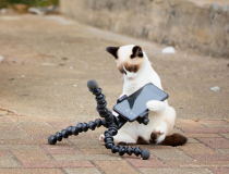 The Comedy Pet Photo Awards 2022