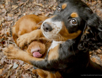 The Comedy Pet Photo Awards 2022