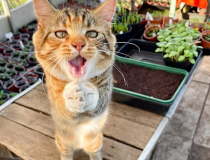The Comedy Pet Photo Awards 2022