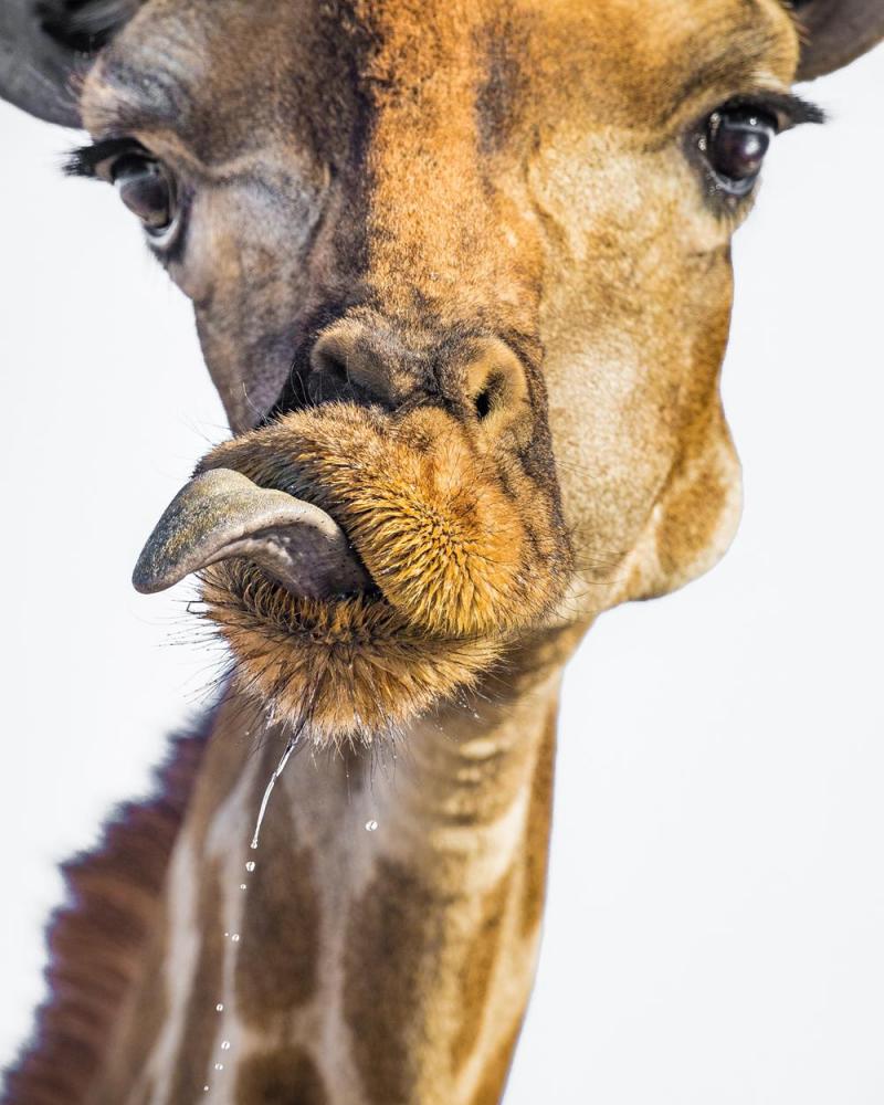Gimnastyka językowa. Żyrafa. Namibia