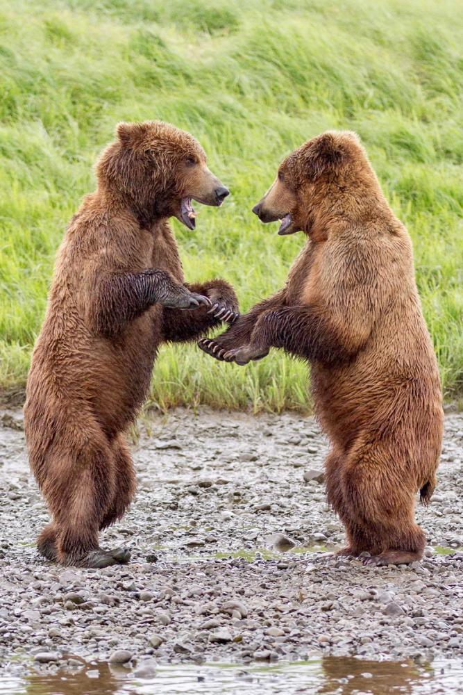 Powinniśmy zrobić sobie paznokcie! Dwa młode niedźwiedzie bawiły się w bójkę. Niedźwiedź brunatny. Alaska