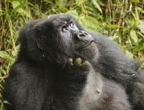 Nastoletni goryl górski, Rwanda