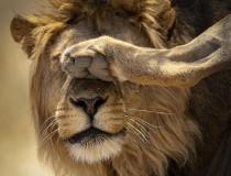 Nie widzę zła. Lew. Kgalagadi - RPA