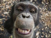 Gdzie jest dentysta? Szympans