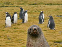 To jest foka Roger, reporter. Antarktyda