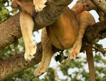 Czy mój brzuch wygląda na duży? Uganda