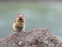 Czysta przyjemność. Wiewiórka złotogłowa. Kanada