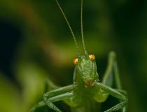 Na co patrzysz! Świerszcz. Nowa Zelandia