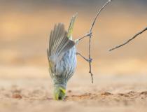 Miodojad. Punkt popijania. Australia