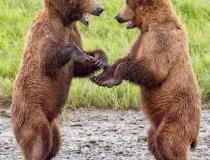 Powinniśmy zrobić sobie paznokcie! Dwa młode niedźwiedzie bawiły się w bójkę. Niedźwiedź brunatny. Alaska