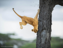 The Comedy Wildlife Photography Awards 2022