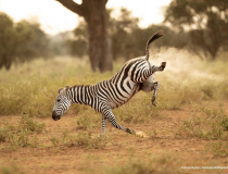 The Comedy Wildlife Photography Awards 2022