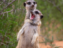 The Comedy Wildlife Photography Awards 2022