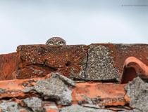 The Comedy Wildlife Photography Awards 2022