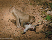 The Comedy Wildlife Photography Awards 2022