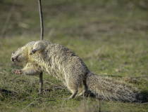 The Comedy Wildlife Photography Awards 2022