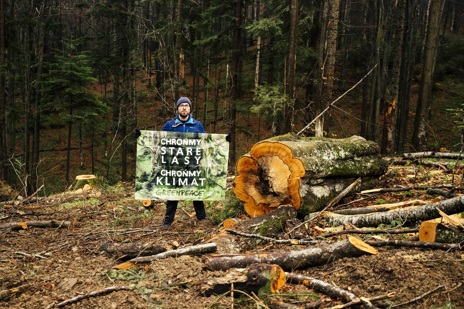 Greenpeace a plecat într-o expediție în Carpați.  Activiștii vor să oprească distrugerea pădurilor – Kronika24.pl