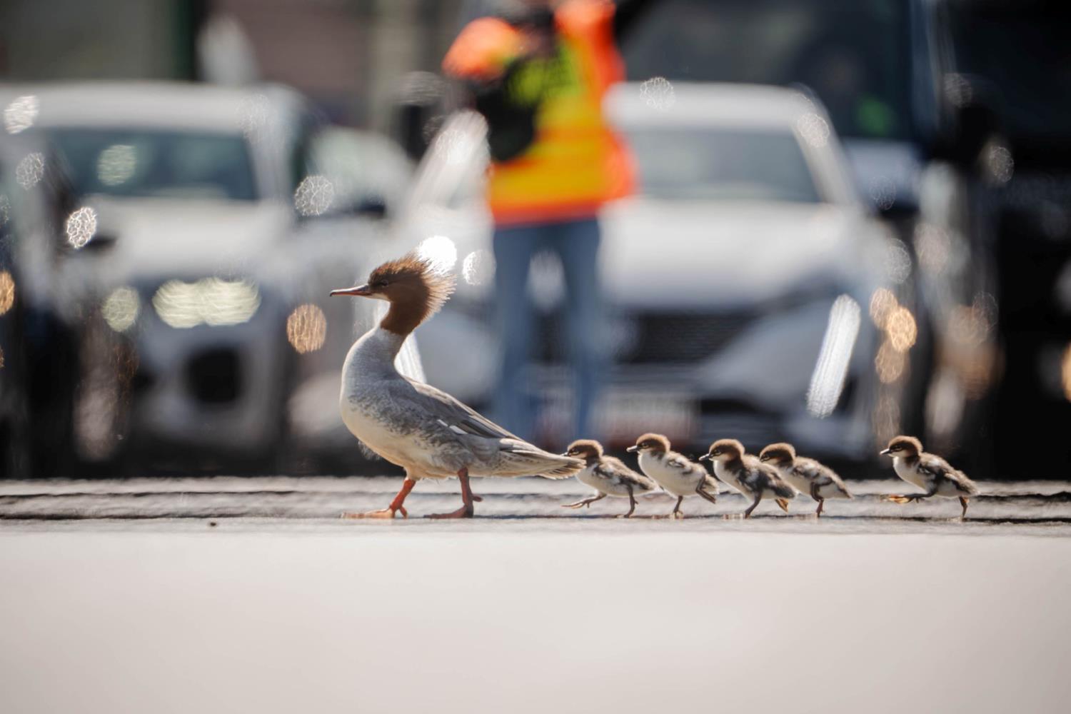 Warszawa. Pierwsza w tym roku rodzina nurogęsi bezpiecznie dotarła do Wisły