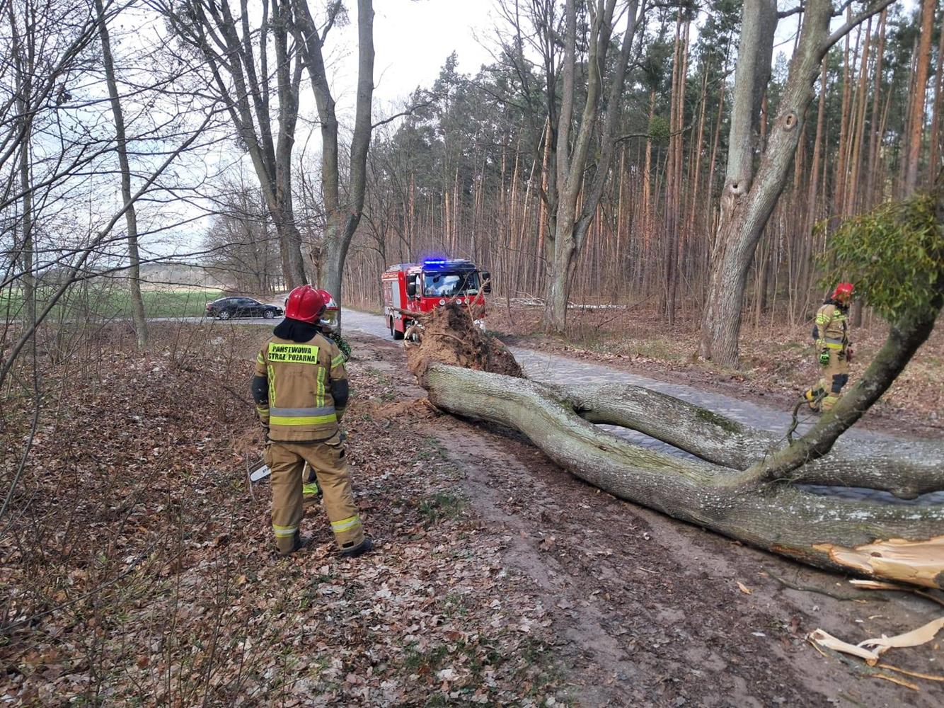 Silny wiatr. Państwowa Straż Pożarna interweniowała już 126 razy